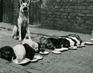 Puppies Prints: Lassie the Alsation bitch whose 13 puppies aged 1 month all tucked into saucers of milk