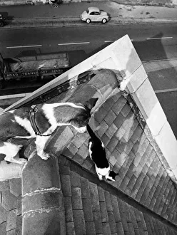 Roof Prints: Lassie, a pint sized dog owned by publican Gordon Robertson