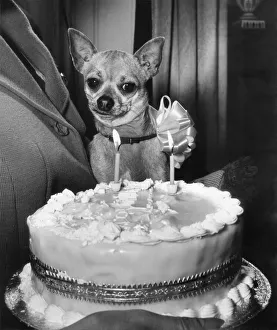 The late actress Coral Brown who threw a birthday party for Charlie her Chohuahua