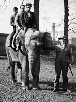 The latest addition to the Liverpool Zoological Gardens arrived this morning by steamer