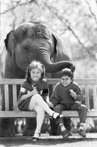 Asian Prints: Layang Layang London Zoos Asian Elephant tries to muscle in on Faye Trinaman