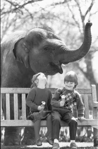 00969 Prints: Layang Layang London Zoos Asian Elephant tries to muscle in on Georgina Burley