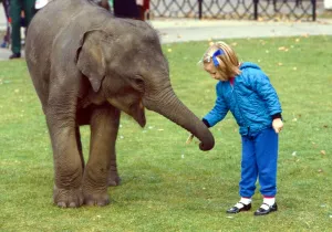 Layang Layang the orphaned baby Malay Elephant with little girl at London Zoo