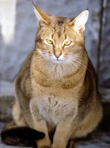 Felines Prints: Full length of an Abyssinian cat 1969. animal animals cat cats domestic
