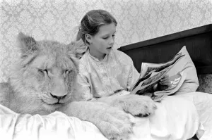 Leonie'the Lioness. Leonie is the favourite pet of the youngest daughter of