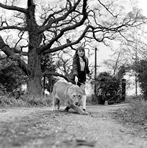 Leonie'the Lioness. Leonie, a lively one-year-old 160-lbs lioness