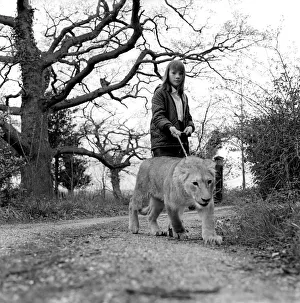 Lioness Prints: Leonie'the Lioness. Leonie, a lively one-year-old 160-lbs lioness