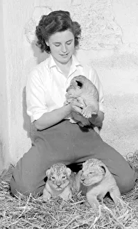 Wild Prints: Leopard Cubs with their young female keeper we believe at London Zoo Circa 1957