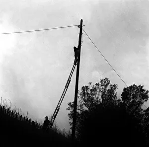 00422 Prints: Lib - A cat climbed to the top of the pole on a railway embankment on Shields Road in