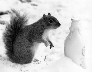 Milk Prints: Life can be a chilling prospect these wintry days, especially for someone who