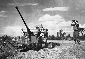 01465 Prints: A light ack-ack battery (all from Warwickshire) in action on the Caen front