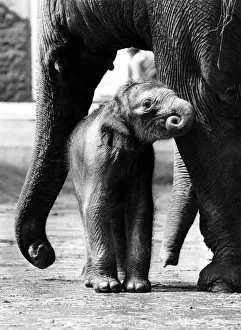 00033 Prints: Nothing like a good nuzzle. Baby elephant getting food from his mother May 1977
