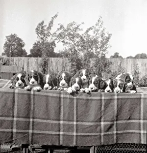 Puppies Prints: A line of springer spaniel puppies on a table circa 1950s dog dogs animals pet