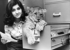 This Lion cub is getting too big for the filing cabinet at Lambton Lion Park