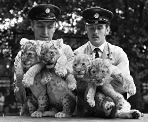 Lions Prints: Four lion cubs, born to Kim and Singh on the 10th June 1971 met visitors for the first