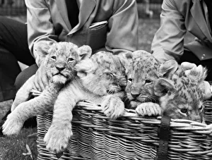 Four lion cubs, born to Kim and Singh on the 10th June 1971 met visitors for the first