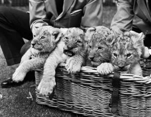 Lions Prints: Four lion cubs, born to Kim and Singh on the 10th June 1971 met visitors for the first