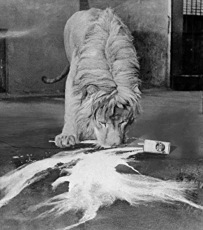 Lions Prints: A Lion laps up milk from a spilt tin in his cage at London Zoo circa 1935