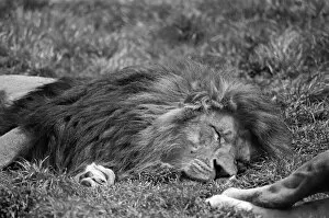 Images Dated 20th May 1989: Lion, laying on grass in hot weather, Chester Zoo, 20th May 1989