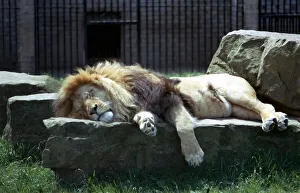 Tired Prints: A Lion sleeping on a large stone in the garden of his enclosure at Blackpool Zoo