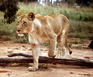 Lions Prints: A lioness at Lion Park in Johannesburg South Africa April 1973
