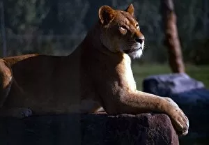 Images Dated 1st July 1971: A lioness surveying the land at Chester Zoo July 1971