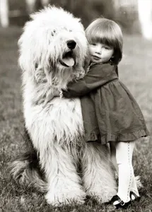 00146 Prints: a little girl hugs her canine companion - an old english sheepdog