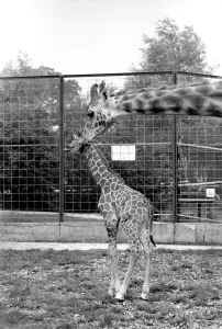 Giraffe Prints: Little and Large, Delilah and baby giraffe seen here at Chessington Zoo