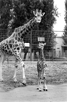 Little and Large, Delilah and baby giraffe seen here at Chessington Zoo