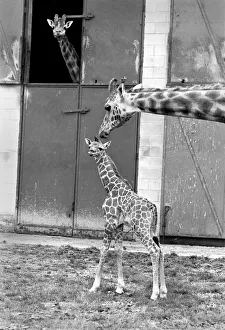 Little and Large, Delilah and baby giraffe seen here at Chessington Zoo as dad looks