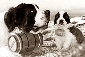 Puppy Prints: Little and Large A St Bernard and puppy with matching brandy barrels circa