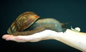 Hand Prints: Little n Large - Big n Small Ben the giant snail comes