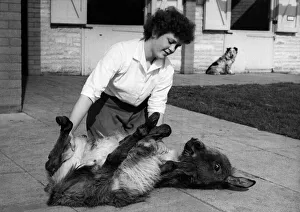 Little Pablo the donkey is no ass! Hes made a special pal of attractive Gladys