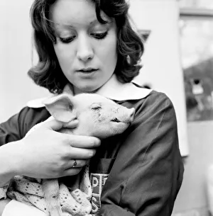 Little Pig Found Wandering Streets of London seen here being cared for by a veterinary