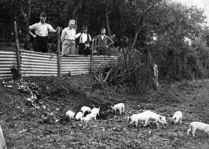 Pigs Prints: These little pigs investigate the bomb crater in their orchard following an air raid by