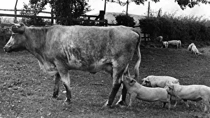 Cows Prints: These little pigs stayed at home and stole the milk