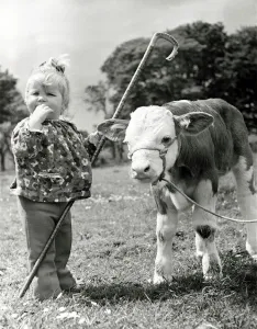 00156 Prints: Little toddler Anne Young (18 months) makes friends with Skerrington Alpha