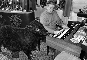 Musical Instrument Prints: In the living room at the farm Titch the Bull, who is fond of classical music