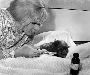 Liz Recuperating on Bed: Liz, a five year old rare woolly monkey is recuperating in