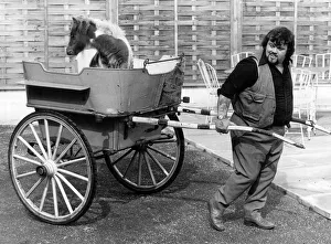 00146 Prints: Lizzie the eight week old carthorse foal sits in the back of a carriage pulled by her