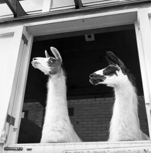 Llamas at Whipsnade Zoo. 1965