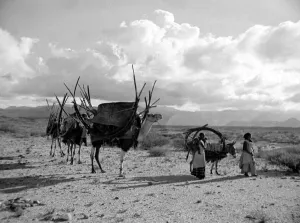 Core80 Prints: Local women of Somaliland with their camels Circa 1935 Africa Travel