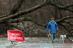 Storm Prints: Lochwinnoch storm damage December 1998 man walking his dog past trees which have