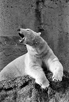 London Zoos Polar Bear Pipaluk seen here enjoying the recent cold snap