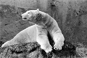London Zoos Polar Bear Sabrina seen here enjoying the recent cold snap