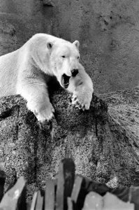 London Zoos Polar Bear Sabrina seen here enjoying the recent cold snap