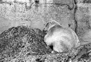 Lazy Prints: London Zoos Polar Bear seen here enjoying the recent cold snap