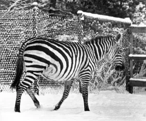 A lone zebra in the snow at Lambton Pleasure Park in January 1977