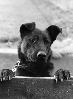 Lonely. Jaspers best friend Zeb visited the injured dog in hospital