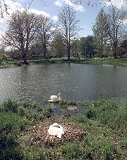 Pond Prints: Long Itchington. The village pond with its resident nesting Swans